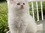 Adorable White Persian - Persian Kitten For Sale - Havre De Grace&comma; MD&comma; US