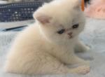 Exotic shorthair boy - Exotic Kitten For Sale - Orlando&comma; FL&comma; US