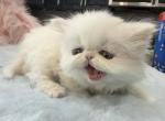 Persian white boy - Persian Kitten For Sale - 