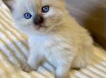 Wish Upon A Star Litter - Ragdoll Kitten For Sale - Chicago&comma; IL&comma; US