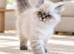 Kaya - Ragdoll Kitten For Sale - 