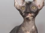 Verenas Rex Olly - Cornish Rex Kitten For Sale - Traverse City&comma; MI&comma; US