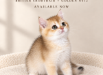 Meet LEO - British Shorthair Kitten For Sale - FL&comma; US