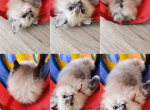 Red Collar - Ragdoll Kitten For Sale - Converse&comma; TX&comma; US