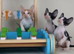 Verenas Rex litter O - Cornish Rex Kitten For Sale - 