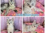 Blue eye male - Maine Coon Kitten For Sale - Frenchtown&comma; MI&comma; US