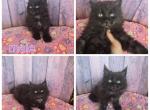 Male black smoke - Maine Coon Kitten For Sale - Frenchtown&comma; MI&comma; US