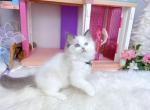R281 - Ragdoll Kitten For Sale - Los Angeles&comma; CA&comma; US