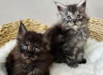 Male Mainecoon kittens - Maine Coon Kitten For Sale - Attica&comma; MI&comma; US