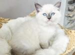 Ragdoll kittens - Ragdoll Kitten For Sale - Attica&comma; MI&comma; US