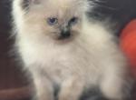 Ragdoll - Ragdoll Kitten For Sale - Barberton&comma; OH&comma; US
