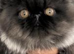 Black smoke - Persian Kitten For Sale - Clay&comma; PA&comma; US