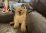Sunny - Ragdoll Kitten For Sale - San Diego&comma; CA&comma; US