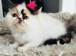 Princess Misha - Persian Kitten For Sale - Arlington Heights&comma; IL&comma; US