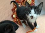 Beautiful kittens - Domestic Kitten For Sale - Acton&comma; MA&comma; US
