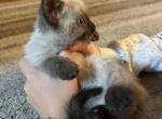Kitten - Siamese Kitten For Sale - Bonney Lake&comma; WA&comma; US