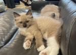 Sun - Ragdoll Kitten For Sale - San Diego&comma; CA&comma; US