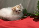 Persian babies boys - Persian Kitten For Sale - Milford&comma; OH&comma; US
