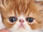Red and white bicolor - Persian Kitten For Sale - 