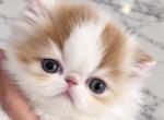 Red and white van - Persian Kitten For Sale - Clay&comma; PA&comma; US