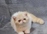 Exotic Shorthair Kittens - Exotic Kitten For Sale - Kansas City&comma; MO&comma; US