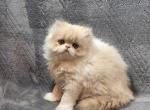 Persian kittens - Persian Kitten For Sale - Kansas City&comma; MO&comma; US