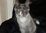 Sherlok - Maine Coon Kitten For Sale - Millingport&comma; NC&comma; US