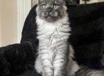 Boy V92 - Maine Coon Kitten For Sale - Millingport&comma; NC&comma; US