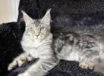 Girl V83 - Maine Coon Kitten For Sale - Virginia Bch&comma; VA&comma; US