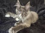 Sherlok - Maine Coon Kitten For Sale - Virginia Bch&comma; VA&comma; US