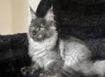 Boy V92 - Maine Coon Kitten For Sale - Virginia Bch&comma; VA&comma; US