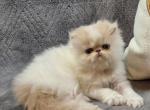 PERSIAN & EXOTIC SHORTHAIR - Persian Kitten For Sale - Kansas City&comma; MO&comma; US