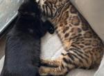 Kirin - Bengal Kitten For Adoption - Fort Worth&comma; TX&comma; US