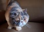 Cfa 6 mo dilute calico kitten with haircut - Persian Kitten For Sale - Woodburn&comma; IN&comma; US