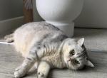 Onyx - Scottish Straight Cat For Adoption - Woodinville&comma; WA&comma; US