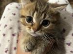 British Shorthair Kitten Male - British Shorthair Kitten For Sale - N Brunswick&comma; NJ&comma; US