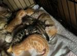 Leo and Luna - Bengal Kitten For Adoption - NJ&comma; US
