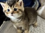 Max - Scottish Straight Kitten For Sale - Bradenton&comma; FL&comma; US