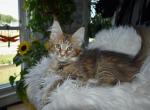 Maine Coon kittens  TICA Registered - Maine Coon Kitten For Adoption - Epping&comma; NH&comma; US