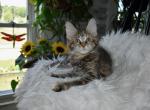 Maine Coons Ready Now TICA Registered - Maine Coon Kitten For Sale - Epping&comma; NH&comma; US
