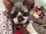 S'mores - Devon Rex Kitten For Sale - 