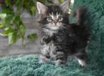 Maine Coon kittens  TICA Registered - Maine Coon Kitten For Sale - Epping&comma; NH&comma; US