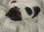 Bella - Domestic Cat For Adoption - Savannah&comma; GA&comma; US