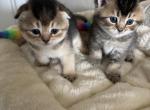 Sam - Scottish Fold Kitten For Sale - Bradenton&comma; FL&comma; US
