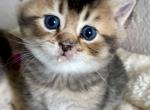 Gabi - Scottish Straight Kitten For Sale - 