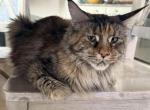 Victoria make reasonable offer - Maine Coon Cat For Sale/Retired Breeding - Chandler Heights&comma; AZ&comma; US