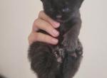 Domestic long hair kittens - American Longhair Kitten For Sale - 