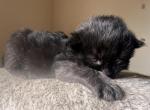 Long hair female kitten - American Longhair Kitten For Sale - Germantown&comma; MD&comma; US
