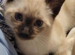 Dax - Siamese Kitten For Sale - Oh City&comma; OH&comma; US