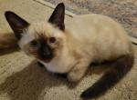 Evie - Siamese Kitten For Sale - Oh City&comma; OH&comma; US